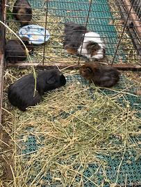 Cavie peruviane in blocco