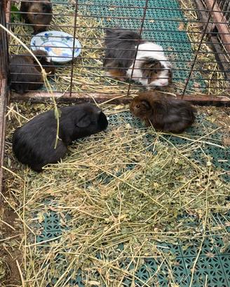 Cavie peruviane in blocco