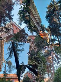 Monteverde colli portuensi