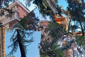 Monteverde colli portuensi