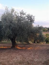 terreno agricolo 
