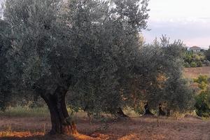 terreno agricolo 