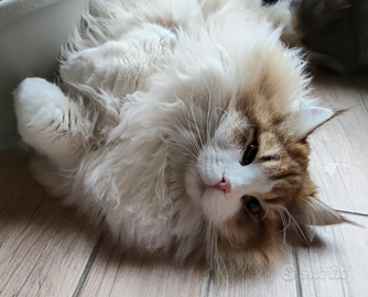 Cucciolone gatto siberiano