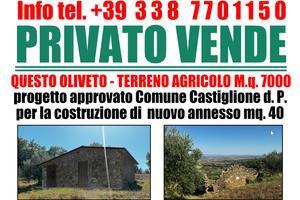 Terreno con olivi e annesso posizione panoramica