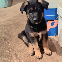 Cuccioli pastore tedesco