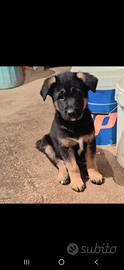 Cuccioli pastore tedesco
