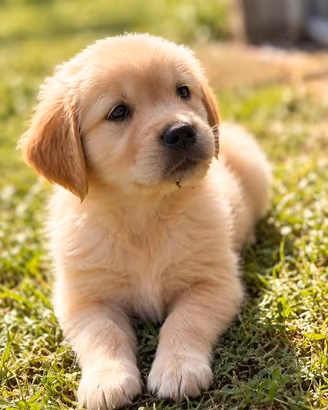 Golden retriver