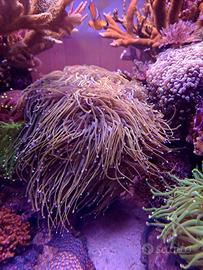 talee coralli euphyllia acquario marino