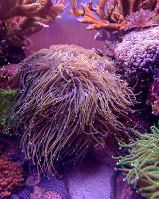 talee coralli euphyllia acquario marino