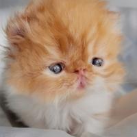 Cuccioli di Gatto Persiano