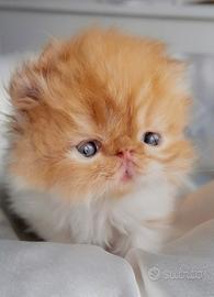 Cuccioli di Gatto Persiano