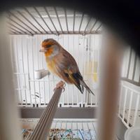 Ibrido cardellino x canarina