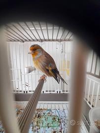 Ibrido cardellino x canarina