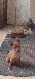 pinscher nano
