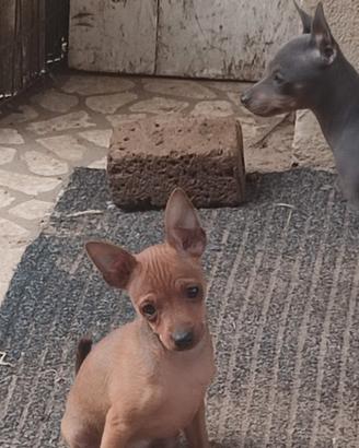pinscher nano