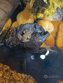 Rana Bombina orientalis