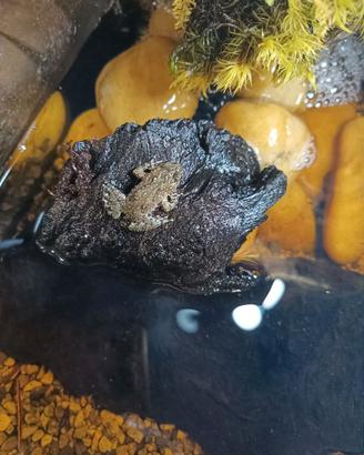 Rana Bombina orientalis