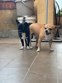 Cuccioli chihuahua