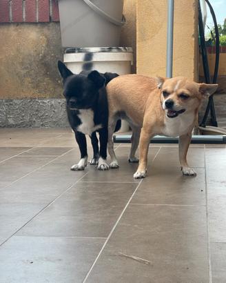 Cuccioli chihuahua