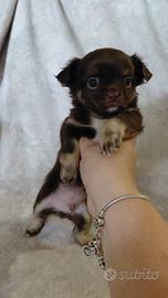 Chihuahua maschietto