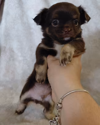 Chihuahua maschietto