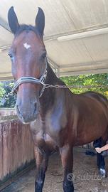 Cavallo sportivo SELLA ITALIANO