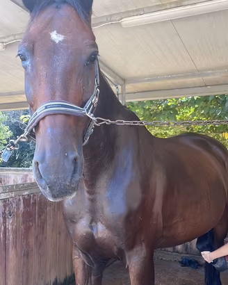 Cavallo sportivo SELLA ITALIANO