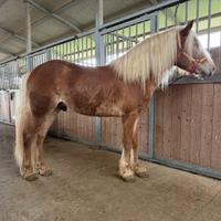 Vendita Cavallo Halfinger