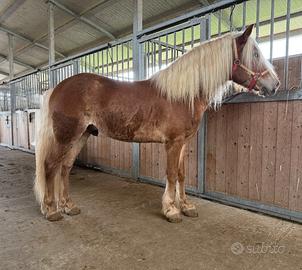 Vendita Cavallo Halfinger