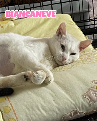 Biancaneve gatta bianca di 1 anno