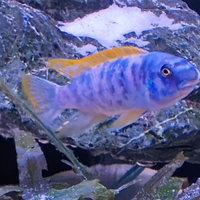 Trio labeotropheus tumby west mc