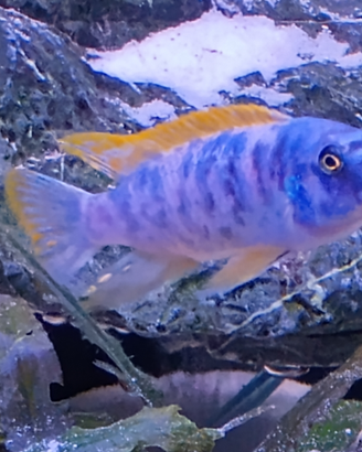 Trio labeotropheus tumby west mc