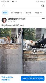 Cuccioli di 5 mesi