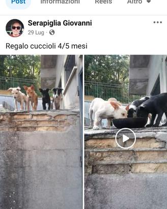 Cuccioli di 5 mesi
