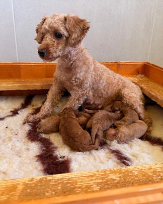 Barboncini toy cuccioli red pedigree enci