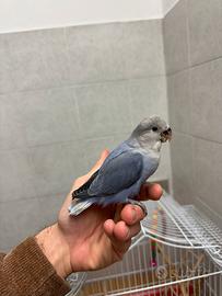 Inseparabile allevato a mano