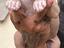 Immagine 3