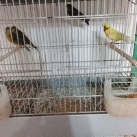 Canarini con gabbia e mangiare