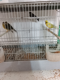 Canarini con gabbia e mangiare