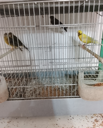 Canarini con gabbia e mangiare