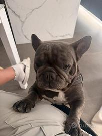 Buldog francese