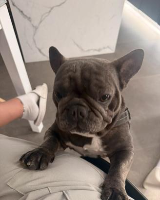 Buldog francese