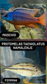 Ciclidi africani