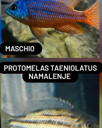 Ciclidi africani