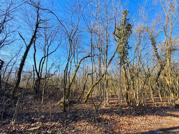 TERRENO AGRICOLO PREVALENTEMENTE DI BOSCO CEDUO!!!