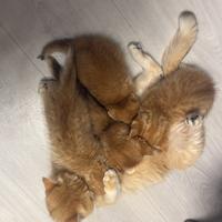 Gattini british gold