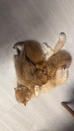 Gattini british gold