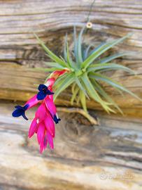 Tillandsia Aeranthos – La Pianta dell’Aria che Pur