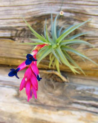 Tillandsia Aeranthos – La Pianta dell’Aria che Pur