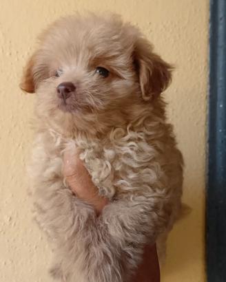 Cucciolo di maltipoo Toy